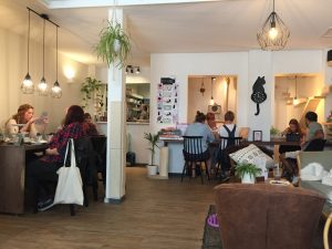 Kattencafe Groningen: een van de leukste koffietentjes Groningen