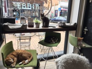 Kattencafe Groningen; overal katten