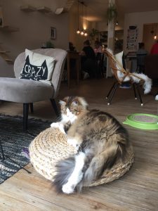 Kattencafe Groningen: Mr BoJangles