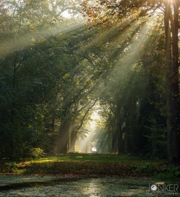 Workshop fotografie Groningen tijdens herfstwandeling in Slochterbos