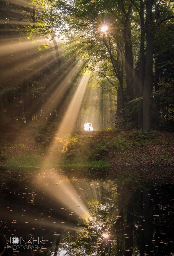 Workshop fotografie Groningen tijdens herfstwandeling in Slochterbos