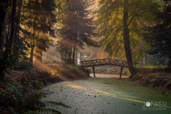 Workshop fotografie Groningen tijdens herfstwandeling in Slochterbos