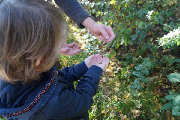 Wildplukken Groningen wandeling Stadspark met wildplukster