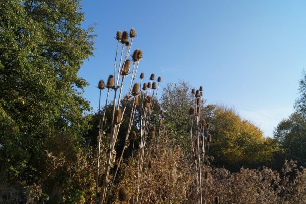 Kaardebol tijdens Wildplukwandeling Groningen Stadspark