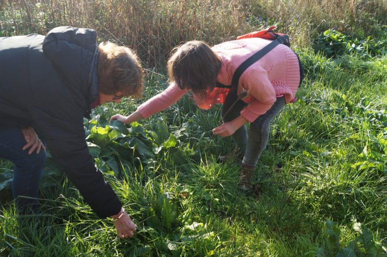 Wildplukken in Stadspark Groningen