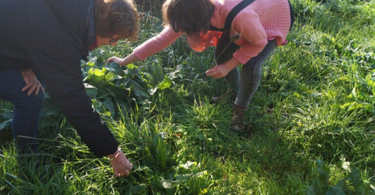 Wildplukken Groningen Stadspark