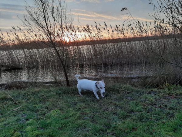 Wandelen met hond in Meerstad Groningen