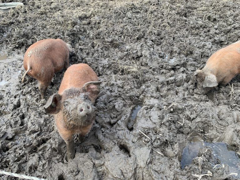 Varkens in toekomstig openbaar voedselbos Groningen