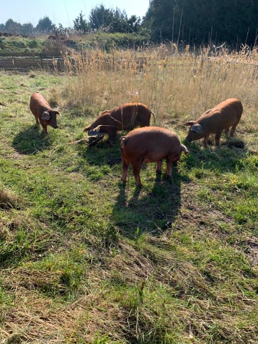 Varkens in toekomstig voedselbos Westpark Groningen- duurzaam project PlukN