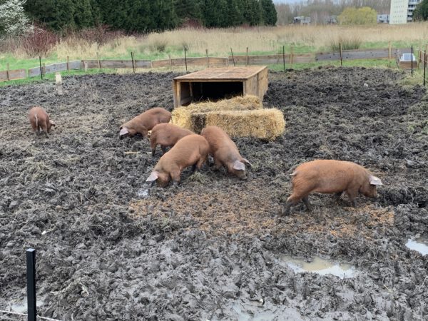 Varkens in toekomstig voedselbos Westpark Groningen- duurzaam project PlukN