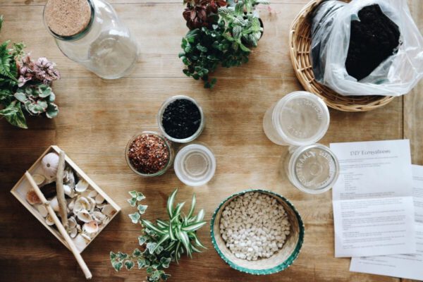 zelf mini ecosysteem maken? DIY pakket met ecosysteem plant bestellen bij De Opfleurist uit Groningen