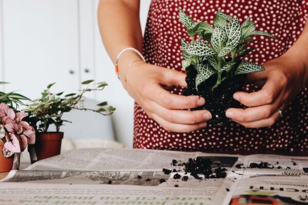 zelf mini ecosysteem maken? DIY pakket kopen bij De Opfleurist uit Groningen