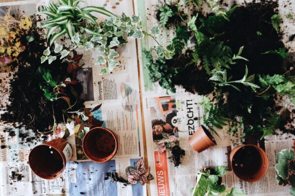 zelf mini ecosysteem maken? DIY pakket kopen bij De Opfleurist uit Groningen