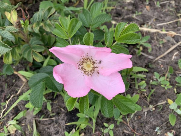 Park Meerstad - rozenbottel en wilde bloemen