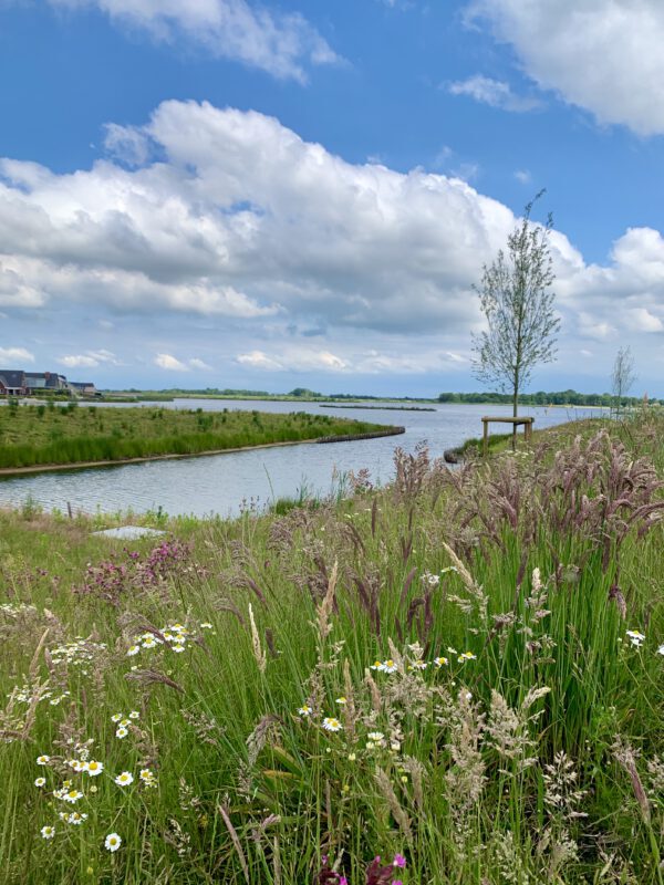 Park Meerstad - strand en wilde bloemen