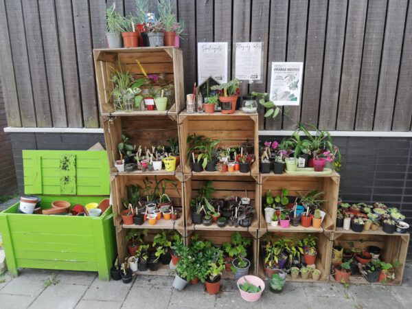 Planten kopen bij de leukste plantenwinkel in Groningen: Plantenbieb Stek ‘M 