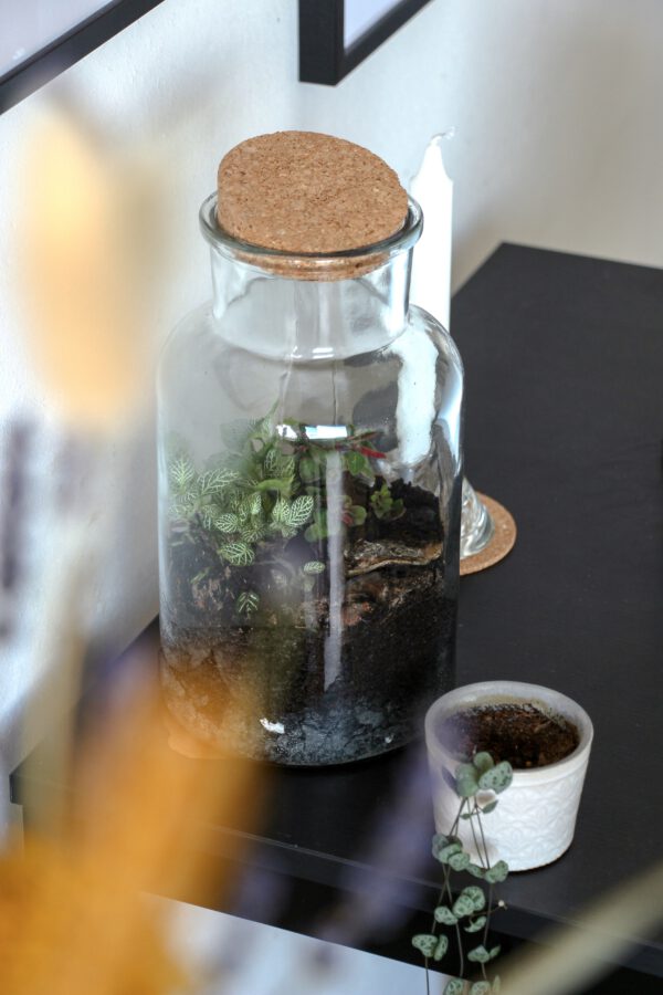 Creatieve workshop met groen: ecosysteem maken, leuk teamuitje in Groningen