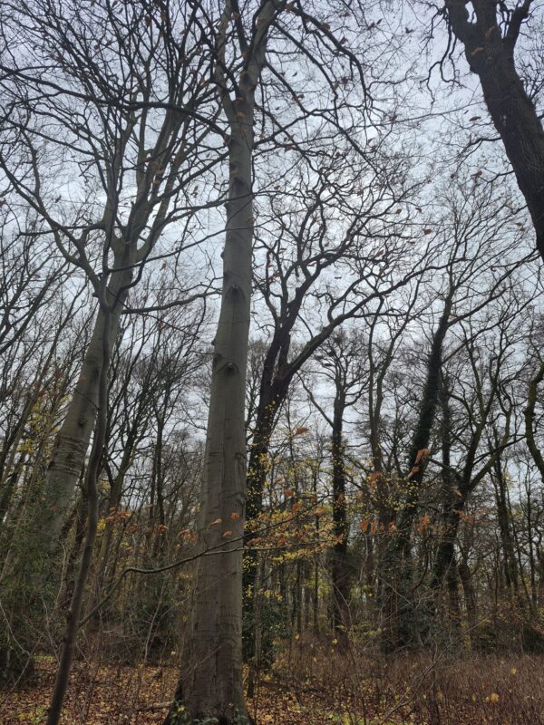 Het Sterrebos Groningen